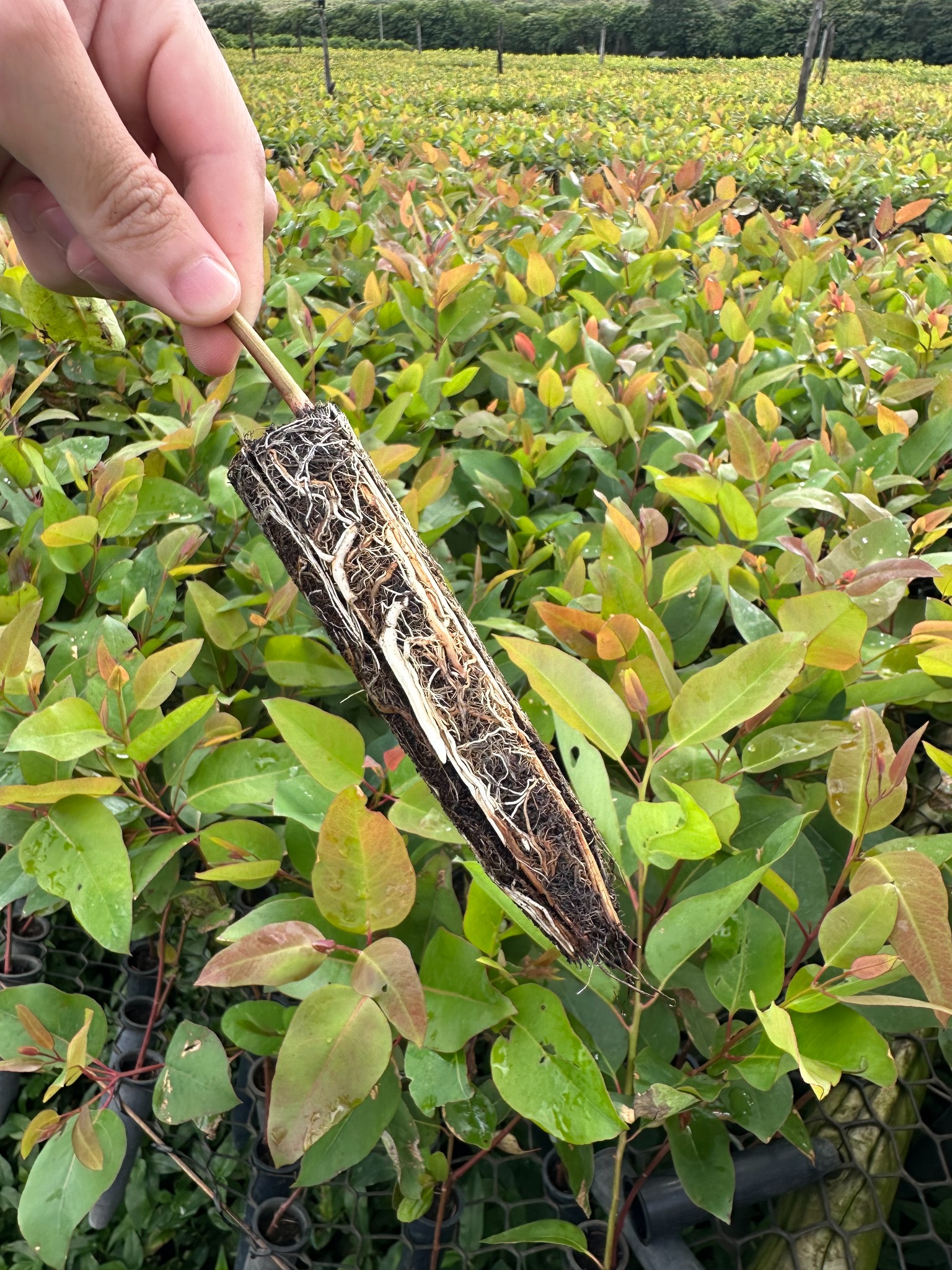 Detalhe do sistema radicular da muda clonal de eucalipto