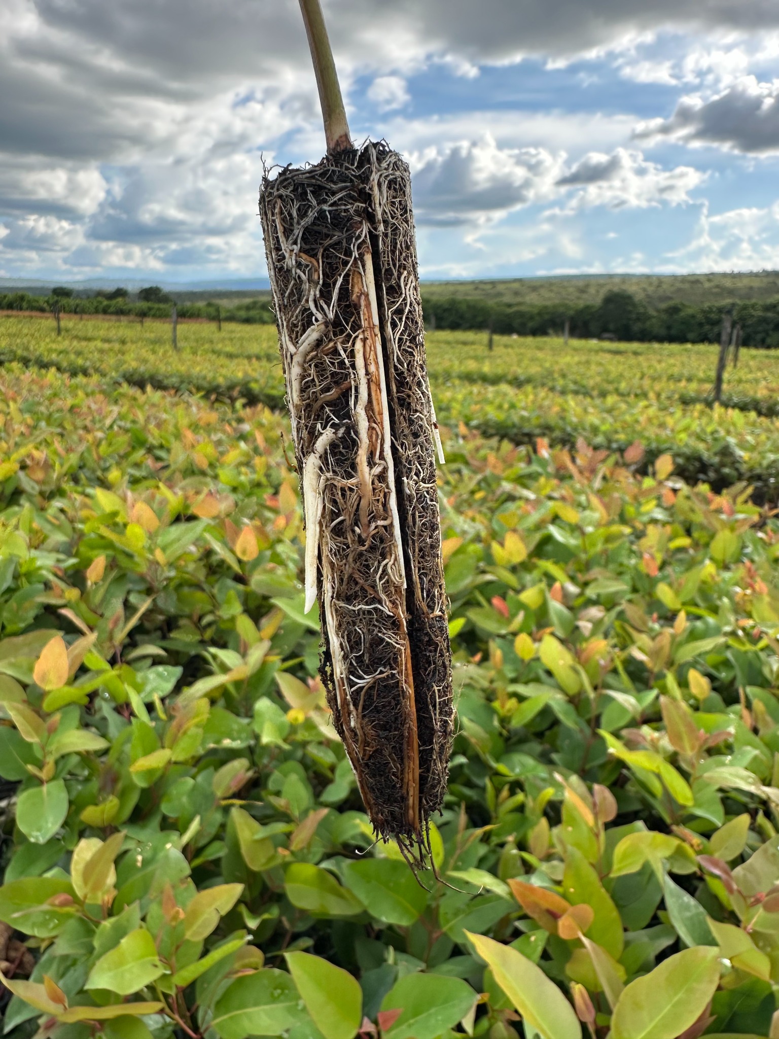Torrão com sistema radicular desenvolvido